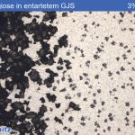 Graphite corrosion (spongiosis) in a degenerated nodular graphite iron - 02
